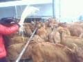 中国肉牛业发展情况