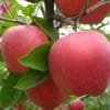 今日红富士苹果多少钱一斤 精品苹果基地低价直销产地批发