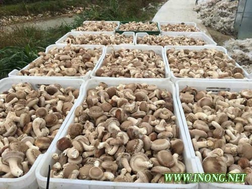 福建明溪：新品种花菇168喜获丰收