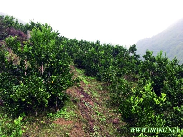 开阳县禾丰乡发展种植业推进“农旅一体化”