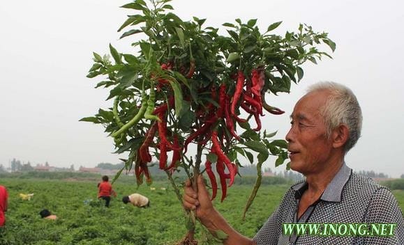 鸡泽周边地区可适当种植羊角椒