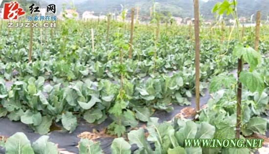 张家界市农业系统立行立改推动蔬菜产业稳定健康发展