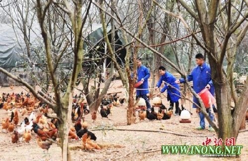 江西省仨“90后”创业者养鸡年销售额逾600万