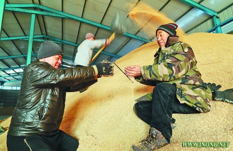 发展生态农业 克东县宝泉镇引进不勒稻米加工生产线