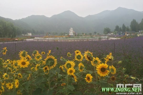 人间花海：乡村旅游寻求新的突破