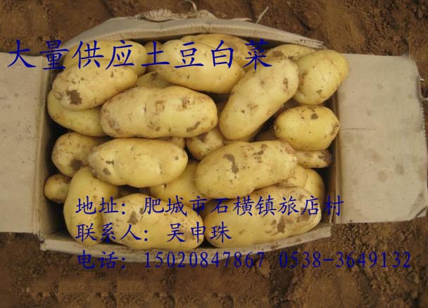 大量供应土豆白菜
