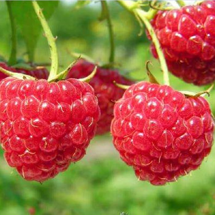 供应树莓苗 红树莓苗价格