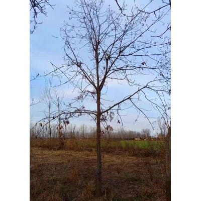 河南洛阳供应胸径13-22公分小糙皮山核桃树